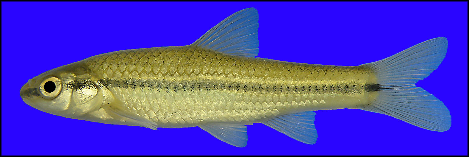 Blackspot Shiner Notropis Atrocaudalis